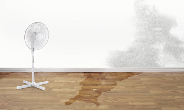 Best Mold removal after water damage  in Emmaus, PA